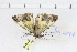  ( - BC-MNHN0534)  @13 [ ] Copyright (2014) Rodolphe Rougerie Muséum National d'Histoire Naturelle
