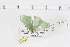  ( - BC-MNHN0566)  @12 [ ] Copyright (2014) Rodolphe Rougerie Muséum National d'Histoire Naturelle