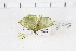  ( - BC-MNHN0568)  @12 [ ] Copyright (2014) Rodolphe Rougerie Muséum National d'Histoire Naturelle
