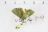  ( - BC-MNHN0570)  @12 [ ] Copyright (2014) Rodolphe Rougerie Muséum National d'Histoire Naturelle