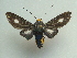  (Rhipha albiplaga - KLM Lep 03813)  @14 [ ] CreativeCommons  Attribution Non-Commercial Share-Alike (2015) Christian Wieser Landesmuseum Kärnten