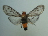  ( - KLM Lep 03816)  @14 [ ] CreativeCommons  Attribution Non-Commercial Share-Alike (2015) Christian Wieser Landesmuseum Kärnten