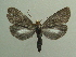  (Scotura intermedia - KLM Lep 03823)  @12 [ ] CreativeCommons  Attribution Non-Commercial Share-Alike (2015) Christian Wieser Landesmuseum Kärnten