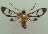  (Loxophlebia splendens - KLM Lep 03867)  @14 [ ] CreativeCommons  Attribution Non-Commercial Share-Alike (2015) Christian Wieser Landesmuseum Kärnten