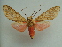  ( - KLM Lep 03914)  @14 [ ] CreativeCommons  Attribution Non-Commercial Share-Alike (2015) Christian Wieser Landesmuseum Kärnten