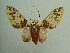  ( - KLM Lep 03917)  @13 [ ] CreativeCommons  Attribution Non-Commercial Share-Alike (2015) Christian Wieser Landesmuseum Kärnten