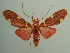  ( - KLM Lep 03936)  @14 [ ] CreativeCommons  Attribution Non-Commercial Share-Alike (2015) Christian Wieser Landesmuseum Kärnten