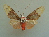  (Evius lobata - KLM Lep 03951)  @14 [ ] CreativeCommons  Attribution Non-Commercial Share-Alike (2015) Christian Wieser Landesmuseum Kärnten
