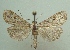  (Alesua etialis - KLM Lep 04027)  @14 [ ] CreativeCommons  Attribution Non-Commercial Share-Alike (2015) Christian Wieser Landesmuseum Kärnten