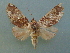  ( - KLM Lep 04116)  @13 [ ] CreativeCommons  Attribution Non-Commercial Share-Alike (2015) Christian Wieser Landesmuseum Kärnten