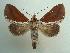  (Strophocerus thermesia - KLM Lep 04166)  @14 [ ] CreativeCommons  Attribution Non-Commercial Share-Alike (2015) Christian Wieser Landesmuseum Kärnten