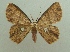  (Cyclophora nodigera - KLM Lep 04185)  @14 [ ] CreativeCommons  Attribution Non-Commercial Share-Alike (2015) Christian Wieser Landesmuseum Kärnten