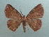  ( - KLM Lep 04213)  @11 [ ] CreativeCommons  Attribution Non-Commercial Share-Alike (2015) Christian Wieser Landesmuseum Kärnten
