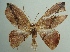  (Astatomorpha - KLM Lep 04216)  @14 [ ] CreativeCommons  Attribution Non-Commercial Share-Alike (2015) Christian Wieser Landesmuseum Kärnten