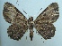  ( - KLM Lep 04241)  @12 [ ] CreativeCommons  Attribution Non-Commercial Share-Alike (2015) Christian Wieser Landesmuseum Kärnten