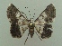  ( - KLM Lep 04261)  @13 [ ] CreativeCommons  Attribution Non-Commercial Share-Alike (2015) Christian Wieser Landesmuseum Kärnten