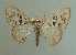  ( - KLM Lep 04262)  @11 [ ] CreativeCommons  Attribution Non-Commercial Share-Alike (2015) Christian Wieser Landesmuseum Kärnten
