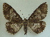  ( - KLM Lep 04371)  @13 [ ] CreativeCommons  Attribution Non-Commercial Share-Alike (2015) Christian Wieser Landesmuseum Kärnten
