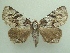 ( - KLM Lep 04389)  @14 [ ] CreativeCommons  Attribution Non-Commercial Share-Alike (2015) Christian Wieser Landesmuseum Kärnten
