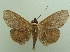  (Triommatodes agenor - KLM Lep 04396)  @14 [ ] CreativeCommons  Attribution Non-Commercial Share-Alike (2015) Christian Wieser Landesmuseum Kärnten