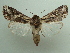  ( - KLM Lep 04407)  @13 [ ] CreativeCommons  Attribution Non-Commercial Share-Alike (2015) Christian Wieser Landesmuseum Kärnten