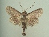  (Dolichosomastis ceres - KLM Lep 04412)  @14 [ ] CreativeCommons  Attribution Non-Commercial Share-Alike (2015) Christian Wieser Landesmuseum Kärnten