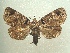  (Encruphion phalereus - KLM Lep 04420)  @14 [ ] CreativeCommons  Attribution Non-Commercial Share-Alike (2015) Christian Wieser Landesmuseum Kärnten