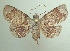  (Dolichosomastis bicolorata - KLM Lep 04436)  @14 [ ] CreativeCommons  Attribution Non-Commercial Share-Alike (2015) Christian Wieser Landesmuseum Kärnten