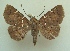  (Triommatodes JB73 - KLM Lep 04439)  @14 [ ] CreativeCommons  Attribution Non-Commercial Share-Alike (2015) Christian Wieser Landesmuseum Kärnten