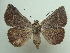  ( - KLM Lep 04453)  @11 [ ] CreativeCommons  Attribution Non-Commercial Share-Alike (2015) Christian Wieser Landesmuseum Kärnten