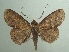 (Triommatodes aberrans - KLM Lep 04460)  @14 [ ] CreativeCommons  Attribution Non-Commercial Share-Alike (2015) Christian Wieser Landesmuseum Kärnten
