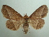  ( - KLM Lep 04471)  @14 [ ] CreativeCommons  Attribution Non-Commercial Share-Alike (2015) Christian Wieser Landesmuseum Kärnten