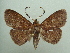  (Sanys pyrene - KLM Lep 04481)  @14 [ ] CreativeCommons  Attribution Non-Commercial Share-Alike (2015) Christian Wieser Landesmuseum Kärnten