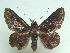  (Pseudyrias - KLM Lep 04512)  @15 [ ] CreativeCommons  Attribution Non-Commercial Share-Alike (2015) Christian Wieser Landesmuseum Kärnten