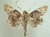  (Dolichosomastis archadia - KLM Lep 04529)  @14 [ ] CreativeCommons  Attribution Non-Commercial Share-Alike (2015) Christian Wieser Landesmuseum Kärnten
