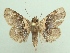  (Dolichosomastis roseobasalis - KLM Lep 04551)  @14 [ ] CreativeCommons  Attribution Non-Commercial Share-Alike (2015) Christian Wieser Landesmuseum Kärnten