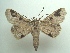  (Triommatodes mapiriensis - KLM Lep 04566)  @13 [ ] CreativeCommons  Attribution Non-Commercial Share-Alike (2015) Christian Wieser Landesmuseum Kärnten