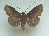  (Triommatodes JB73 - KLM Lep 04586)  @14 [ ] CreativeCommons  Attribution Non-Commercial Share-Alike (2015) Christian Wieser Landesmuseum Kärnten