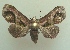  (Paectes circularis - KLM Lep 04594)  @14 [ ] CreativeCommons  Attribution Non-Commercial Share-Alike (2015) Christian Wieser Landesmuseum Kärnten