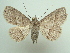 (Dolichosomastis deois - KLM Lep 04595)  @14 [ ] CreativeCommons  Attribution Non-Commercial Share-Alike (2015) Christian Wieser Landesmuseum Kärnten