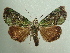  (Neophaenis frauenfeldi - KLM Lep 04649)  @13 [ ] CreativeCommons  Attribution Non-Commercial Share-Alike (2015) Christian Wieser Landesmuseum Kärnten