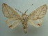  ( - KLM Lep 04681)  @13 [ ] CreativeCommons  Attribution Non-Commercial Share-Alike (2015) Christian Wieser Landesmuseum Kärnten