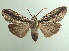  (Iscadia argentea - KLM Lep 04705)  @15 [ ] CreativeCommons  Attribution Non-Commercial Share-Alike (2015) Christian Wieser Landesmuseum Kärnten