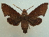  ( - KLM Lep 04757)  @14 [ ] CreativeCommons  Attribution Non-Commercial Share-Alike (2015) Christian Wieser Landesmuseum Kärnten