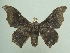  ( - KLM Lep 04846)  @11 [ ] CreativeCommons  Attribution Non-Commercial Share-Alike (2015) Christian Wieser Landesmuseum Kärnten