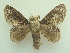  ( - KLM Lep 04872)  @13 [ ] CreativeCommons  Attribution Non-Commercial Share-Alike (2015) Christian Wieser Landesmuseum Kärnten