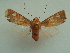  ( - KLM Lep 04923)  @11 [ ] CreativeCommons  Attribution Non-Commercial Share-Alike (2015) Christian Wieser Landesmuseum Kärnten