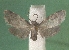  ( - KLM Lep 05500)  @12 [ ] CreativeCommons  Attribution Non-Commercial Share-Alike (2015) Christian Wieser Landesmuseum Kärnten