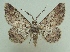  ( - KLM Lep 05648)  @14 [ ] CreativeCommons  Attribution Non-Commercial Share-Alike (2015) Christian Wieser Landesmuseum Kärnten