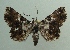  (Helia albibasalis - KLM Lep 05667)  @14 [ ] CreativeCommons  Attribution Non-Commercial Share-Alike (2015) Christian Wieser Landesmuseum Kärnten